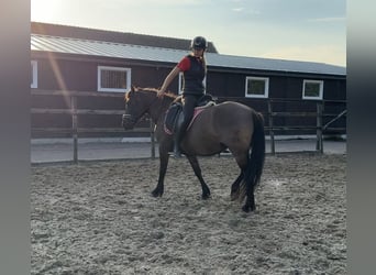 NRPS, Giumenta, 6 Anni, 142 cm, Baio scuro