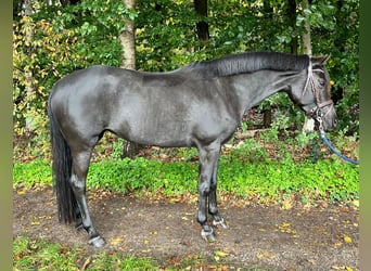 NRPS, Giumenta, 6 Anni, 145 cm, Grigio ferro