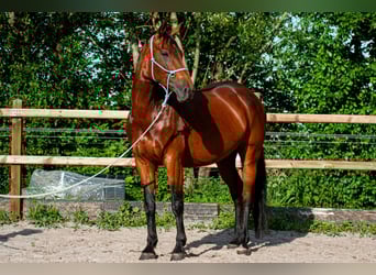 NRPS, Giumenta, 6 Anni, 163 cm, Baio