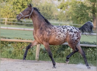 NRPS, Giumenta, 6 Anni, 164 cm, Leopard