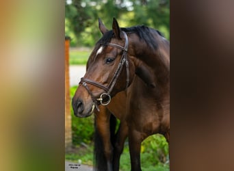 NRPS, Giumenta, 6 Anni, 165 cm