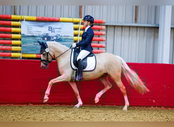 NRPS, Giumenta, 8 Anni, 147 cm, Palomino