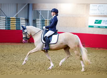 NRPS, Giumenta, 8 Anni, 147 cm, Palomino