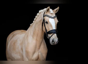 NRPS, Giumenta, 8 Anni, 147 cm, Palomino