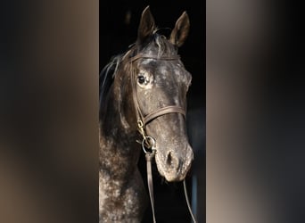 NRPS, Giumenta, 8 Anni, 165 cm, Leopard