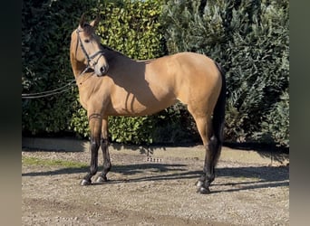 NRPS, Giumenta, 8 Anni, 165 cm, Pelle di daino