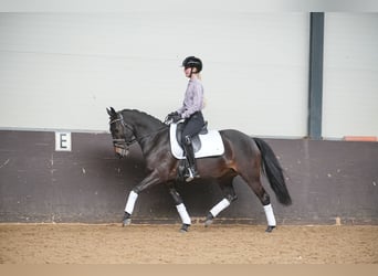 NRPS, Giumenta, 9 Anni, 141 cm, Baio nero