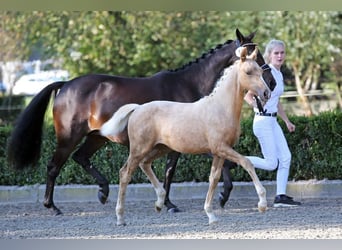 NRPS, Giumenta, 9 Anni, 141 cm, Baio nero