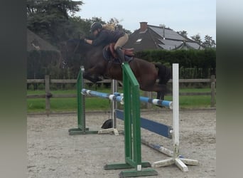NRPS Mix, Giumenta, 9 Anni, 142 cm, Baio nero