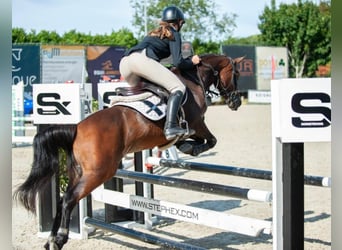 NRPS Mix, Giumenta, 9 Anni, 142 cm, Baio nero