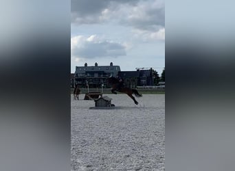 NRPS Mix, Giumenta, 9 Anni, 142 cm, Baio nero