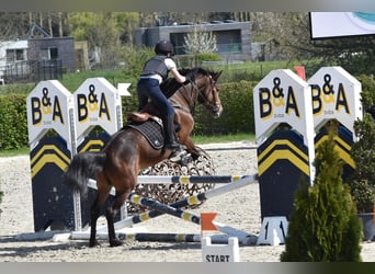 NRPS Mix, Giumenta, 9 Anni, 142 cm, Baio nero