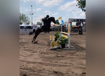NRPS Mix, Giumenta, 9 Anni, 142 cm, Baio nero