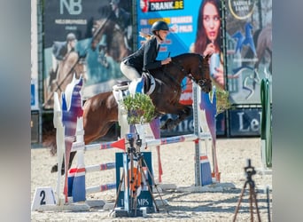 NRPS Mix, Giumenta, 9 Anni, 142 cm, Baio nero