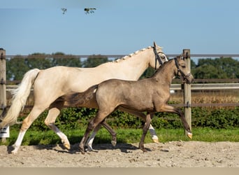 NRPS, Giumenta, Puledri (05/2026), 145 cm, Pelle di daino