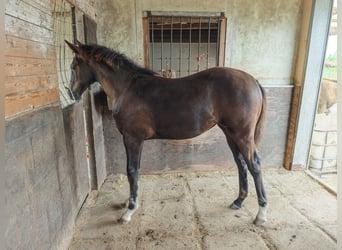 NRPS, Giumenta, Puledri (04/2025), 168 cm, Morello