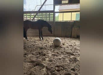 NRPS, Hengst, 16 Jahre, 175 cm, Brauner