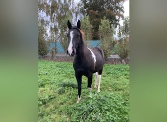 NRPS, Hengst, 1 Jaar, 135 cm, Gevlekt-paard