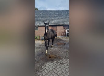 NRPS, Hengst, 1 Jaar, 155 cm, Zwart