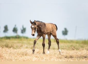 NRPS, Hengst, 1 Jaar, 165 cm