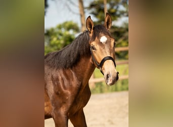 NRPS, Hengst, 1 Jaar, 165 cm