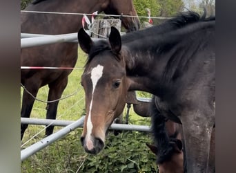 NRPS, Hengst, 1 Jaar, Donkerbruin