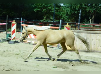 NRPS Mix, Hengst, 1 Jahr, 143 cm, Palomino