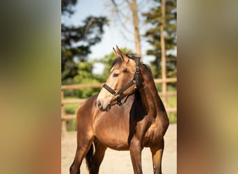 NRPS, Hengst, 1 Jahr, 165 cm