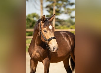NRPS, Hengst, 1 Jahr, 165 cm