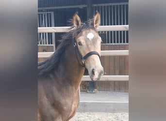 NRPS, Hengst, 1 Jahr, 165 cm
