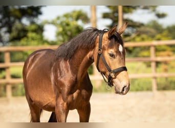 NRPS, Hengst, 1 Jahr, 165 cm