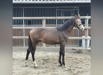 NRPS, Hengst, 1 Jahr, 165 cm