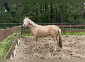 NRPS Mix, Hengst, 2 Jaar, 143 cm, Palomino