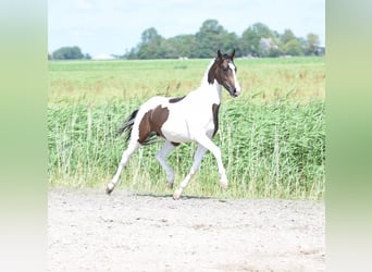 NRPS, Hengst, 2 Jaar, 162 cm, Gevlekt-paard