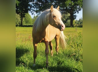 NRPS, Hengst, 2 Jahre, 140 cm, Palomino