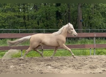 NRPS Mix, Hengst, 2 Jahre, 143 cm, Palomino