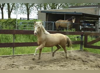 NRPS Mix, Hengst, 2 Jahre, 143 cm, Palomino