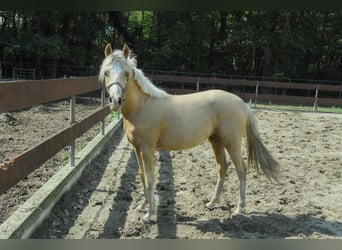 NRPS Mix, Hengst, 2 Jahre, 143 cm