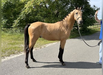 NRPS, Hengst, 2 Jahre, 145 cm, Buckskin