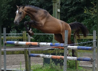 NRPS, Hengst, 2 Jahre, 145 cm, Falbe