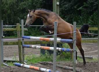 NRPS, Hengst, 2 Jahre, 145 cm, Falbe