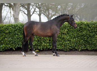 NRPS, Hengst, 3 Jaar, 145 cm, Donkerbruin