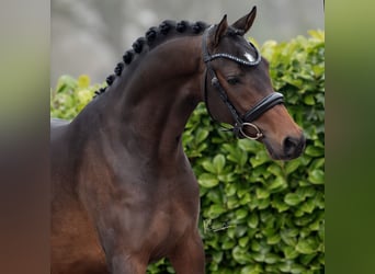 NRPS, Hengst, 3 Jaar, 145 cm, Donkerbruin