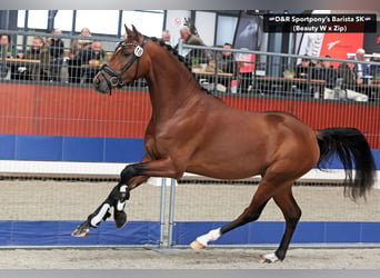 NRPS, Hengst, 3 Jaar, 146 cm, Bruin