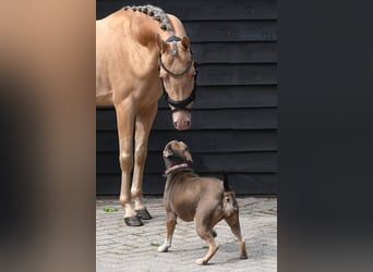 NRPS, Hengst, 3 Jaar, 146 cm, Champagne