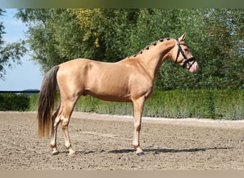 NRPS, Hengst, 3 Jaar, 146 cm, Champagne