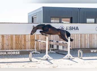NRPS, Hengst, 3 Jaar, 147 cm, Donkerbruin