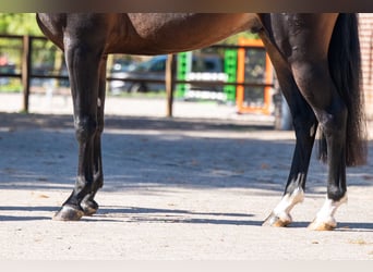 NRPS, Hengst, 3 Jaar, 147 cm, Donkerbruin