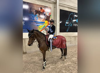 NRPS Mix, Hengst, 3 Jaar, 147 cm, Schimmel