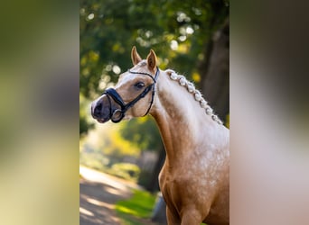 NRPS, Hengst, 3 Jaar, 152 cm, Palomino